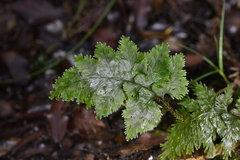 Hymenophyllum scabrum