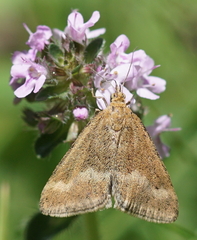 Pyrausta aerealis