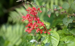 Clerodendrum japonicum