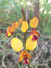Diuris magnifica