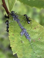 Formica fusca
