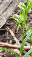 Pterostylis prasina