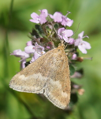 Pyrausta aerealis