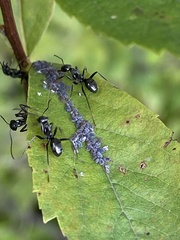 Formica fusca
