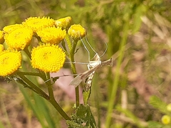 Gillmeria pallidactyla