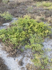 Zygophyllum fabago
