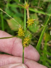 Carex cryptolepis