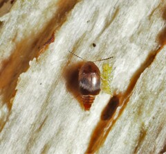Sepedophilus