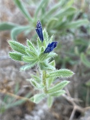 Echium