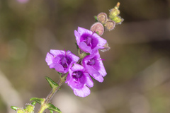 Prostanthera decussata