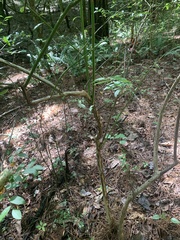 Vaccinium elliottii