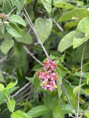 Heteropterys brachiata