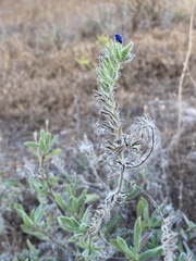 Echium