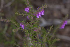 Prostanthera decussata
