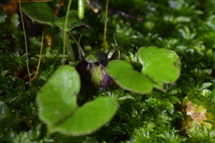 Corybas trilobus aggregate