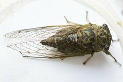 Neotibicen canicularis