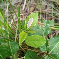 Eilema griseola
