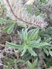 Echium