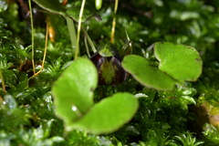Corybas trilobus aggregate
