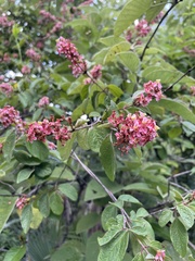 Heteropterys brachiata