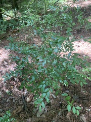 Vaccinium elliottii
