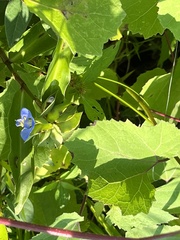 Commelina virginica