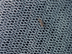 Aedes camptorhynchus