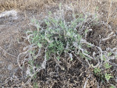 Echium