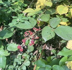 Rubus creticus