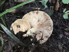 Lactifluus volemus