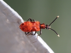 Lemodes coccinea
