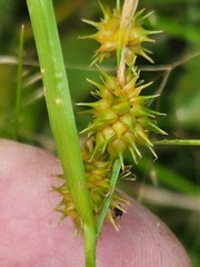 Carex cryptolepis