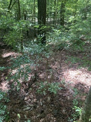 Vaccinium elliottii
