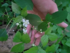 Rubus caesius
