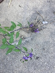Solanum dulcamara