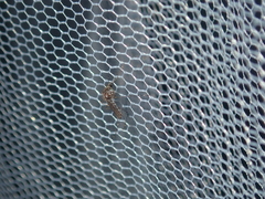 Aedes camptorhynchus