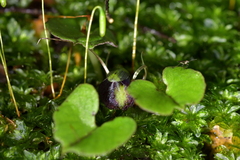 Corybas trilobus aggregate