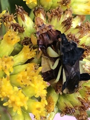 Phymata pennsylvanica