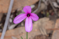 Tetratheca ciliata