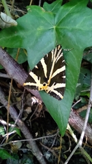 Euplagia quadripunctaria