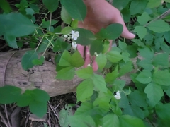 Rubus caesius