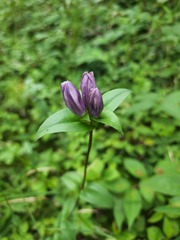 Gentiana rubricaulis