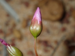 Drosera thysanosepala