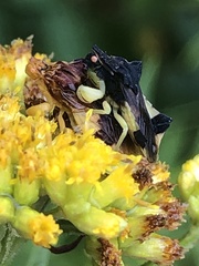 Phymata pennsylvanica