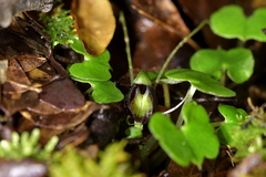 Corybas trilobus aggregate