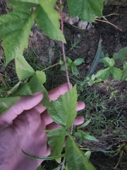 Rubus caesius