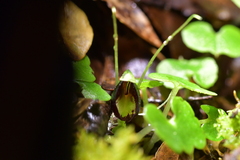 Corybas trilobus aggregate