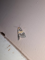 Indiania eccentropis