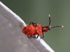 Lemodes coccinea