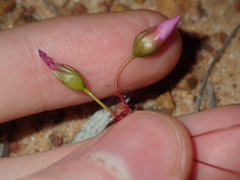 Drosera thysanosepala